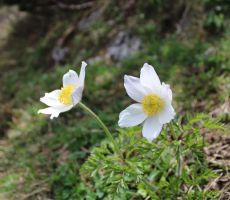 Postavili sta svojo lepoto na ogled